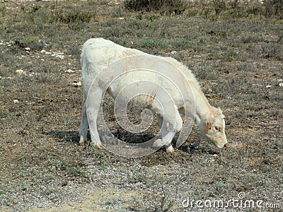 White cow grazing dry grass by the coast Stock Photo