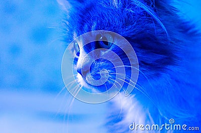 Photo of a young cat in trend blue neon color Stock Photo