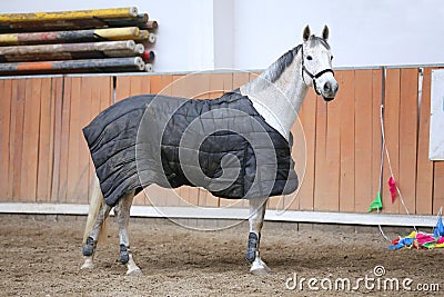 Grey colored purebred saddle horse waiting for riders under blanket in empty riding hall Stock Photo