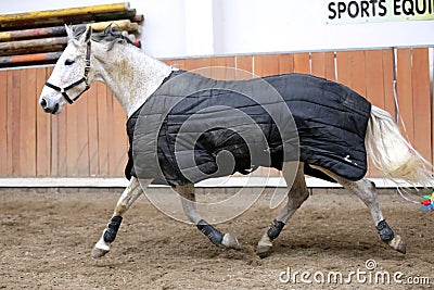 Grey colored purebred saddle horse waiting for riders under blanket in empty riding hall Stock Photo