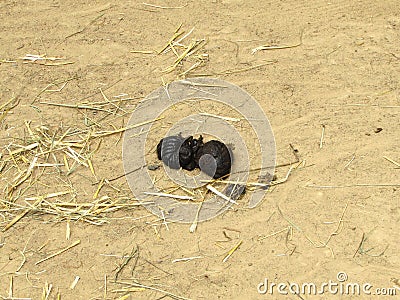 Photo of zebu (humped cattle) excrement on sand Stock Photo