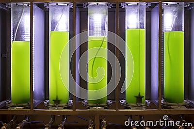 Photobioreactor in lab algae fuel biofuel industry Stock Photo