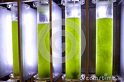 Photobioreactor sytem Stock Photo