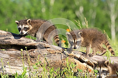 Photobomb by raccoon cub with his two brothers Stock Photo