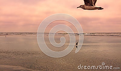 Photobombed by a seagull Stock Photo