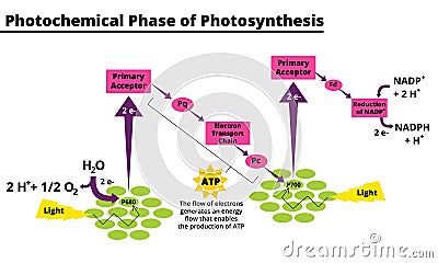 Photochemical phase of photosynthesis diagram Vector Illustration