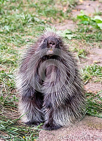 Portrait of a photogenic north american porcupine Stock Photo