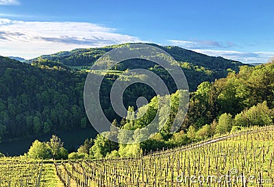 Photogenic vineyards and lowland forests in the Rhine valley, Buchberg Stock Photo