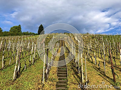 Photogenic vineyards in the village of Buchberg Stock Photo