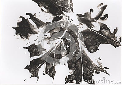 Photogram. Floral motif. Contains grain and dust. Stock Photo