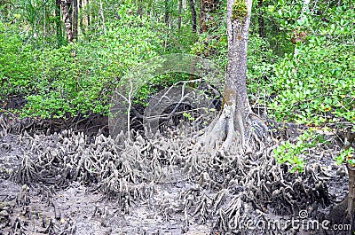 Aerial Roots - Adventitious Roots - of Red Mangrove Trees - Baratang Island, Andaman Nicobar, India Stock Photo