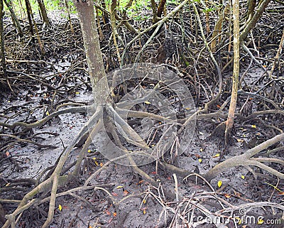 Aerial Roots - Adventitious Roots - of Red Mangrove Trees - Baratang Island, Andaman Nicobar, India Stock Photo