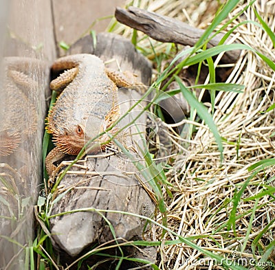 Photograph of a Bearded Agama (Latin: Pogona vitticeps) sitting on a dry piece of wood. Stock Photo