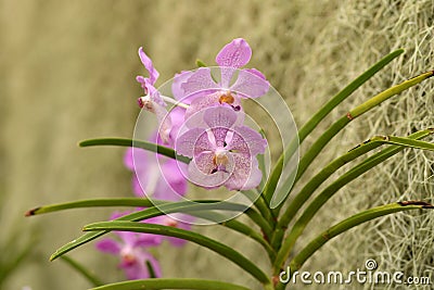 Natural pink and white bunch of orchids Stock Photo