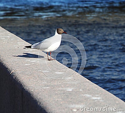 Photograph birds seagulls sitting on the granite parapet of the embankment on the background of blue water. Stock Photo