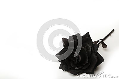 Photograph of a Black Rose on a White Background Stock Photo