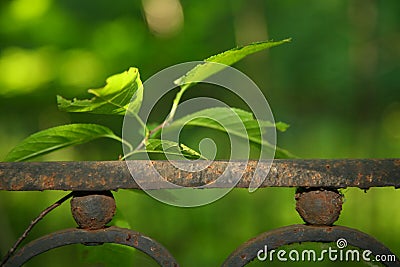 A photograph of a branch of a Bush with leaves above the fragment of an old rusty metal fence Stock Photo