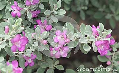 Pink blooms of the wild sage Stock Photo