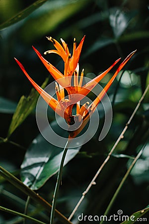 Bright orange Heliconia marginata flower stands out vividly amidst the lush green foliage of the forest Stock Photo