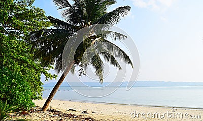 Coconut Tree at Peaceful Serene Beach with Blue Waters, Vijaynagar, Havelock Island, Andaman, India - Wallpaper Stock Photo