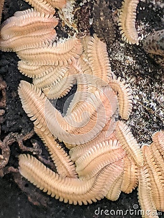 Photograph of a Colony of Feather Millipedes. Stock Photo