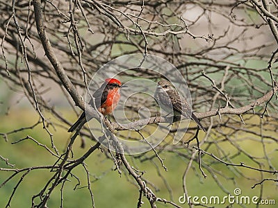 A couple of Pyrocephalus birds in nature Stock Photo