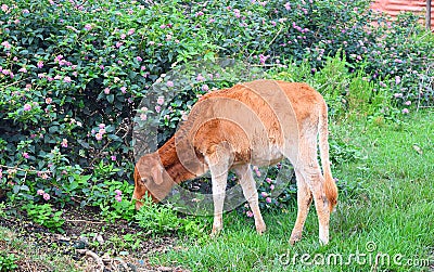 A Cow Kid - Young Calf - Grazing Grass in Field in Indian Countryside Stock Photo