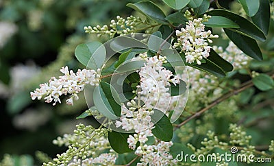 Tiny white blooms on a crape myrtle bush. Stock Photo