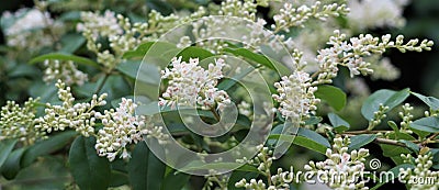 Tiny white blooms on a crape myrtle bush. Stock Photo