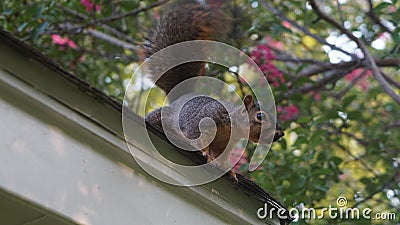 A squirrel on the roof looking in a window. Stock Photo