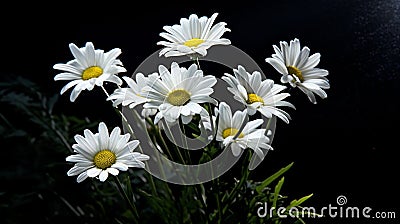 A Photograph Delicate white daisies bask in the gentle glow of a solitary flashlight, against a striking backdrop of inky Stock Photo