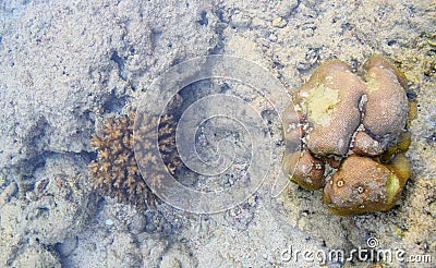 Different Types of Underwater Corals - Brain Coral and Fire Coral - Abstract Marine Life Background - Andaman Nicobar Islands Stock Photo