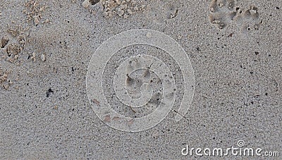 Neat dog prints in the damp sand. Stock Photo