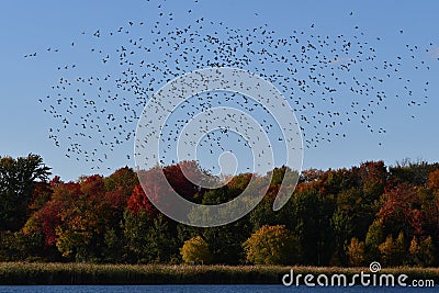 Photograph of fall scene of a large mixed flock of ducks Stock Photo