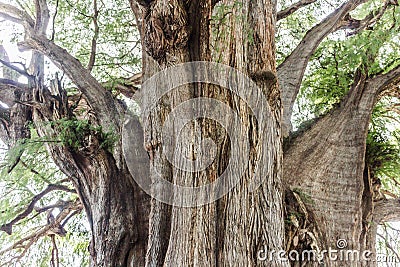 Famous tree of Tule in Oaxaca Mexico Stock Photo