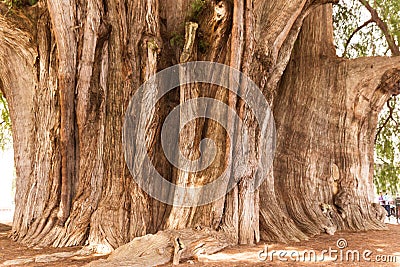 Famous tree of Tule in Oaxaca Mexico Stock Photo