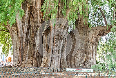 Famous tree of Tule in Oaxaca Mexico Editorial Stock Photo