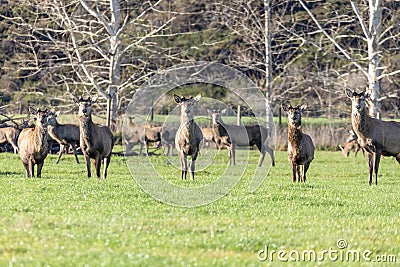 Photograph of farmed Deer grazing in a green field in New Zealand Stock Photo