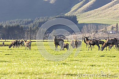 Photograph of farmed Deer grazing in a green field in New Zealand Stock Photo