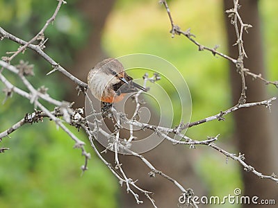 A female Pyrocephalus bird in nature Stock Photo