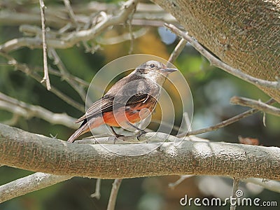 A female Pyrocephalus bird in nature Stock Photo