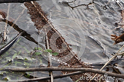 Fire ants trying to survive high water in TX Stock Photo