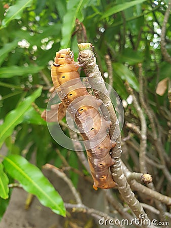 Photograph of a full grown monarch caterpillar on a branch with a green background. Stock Photo