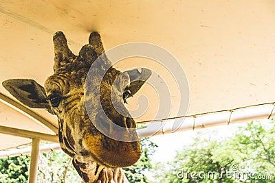 Giraffe poking its head in a safari truck Editorial Stock Photo