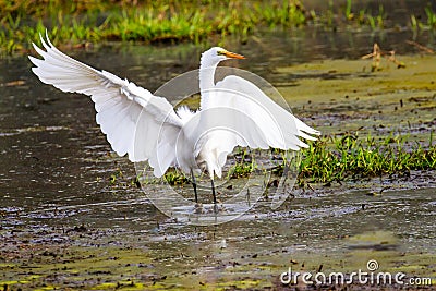 Great Egret Just Landed at Myakka Stock Photo