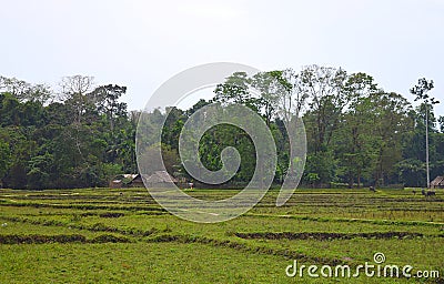 Green Fields, Trees, and Distant Tribal Huts - A Landscape at Baratang island, Andaman Nicobar, India Stock Photo