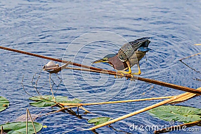 Little Green Heron Myakka River Park Florida Stock Photo