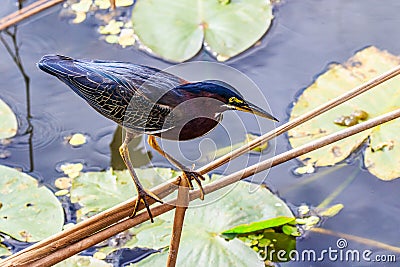 Green Heron Myakka River State Park Stock Photo