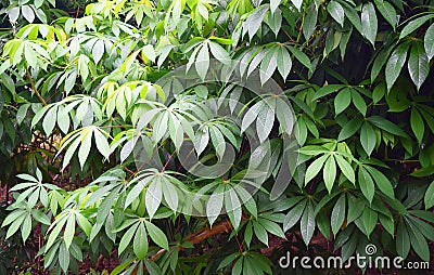 Green Leaves of Cassava Plants - Manihot Esculenta - Tapioca Plantation in Kerala, India Stock Photo