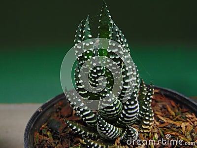 Haworthia plant, potted plant, haworthia in the potted Stock Photo